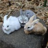 peluche lapin realiste